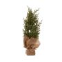 Dirbtinė Kalėdų eglutė Christmas Touch HF7347, 35 cm