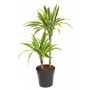 Gėlė vazone dracena LEMON LIME, Ø 19 cm, 0.7 - 0.8 m