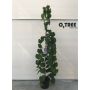 Kanadinis cersis LAVENDER TWIST, 175 - 200 cm, Ø32 cm
