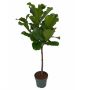 Gėlė vazone fikusas LYRATA, Ø 27 cm, 1.5 - 1.6 m