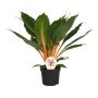 Gėlė vazone chlorofitas GREEN ORANGE, Ø 12 cm, 0.4 m