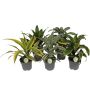 Gėlė vazone dracena MIX, Ø 17 cm, 0.5 - 0.6 m