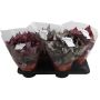 Gėlė vazone begonija BELEAF MIX, Ø 17 cm, 0,35–0,45 m