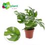Gėlė vazone monstera MINIMA, Ø 12 cm, 0.25 m