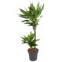 Gėlė vazone dracena CINTHO, Ø 19 cm, 1 - 1.1 m