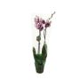 Gėlė vazone orchidėja BLACK STRIPES, Ø 12 cm, 0.55 - 0.65 m