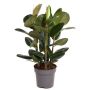 Gėlė vazone fikusas ROBUSTA, Ø 27 cm, 1–1,1 m