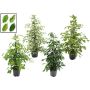 Gėlė vazone fikusas BENJAMINA MIX, Ø 21 cm, 1.05 - 1.15 m