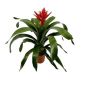Gėlė vazone echmėja ELEGANT RED, 60 cm, ø15 cm