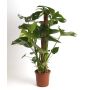Gėlė vazone monstera MOSSTOK, Ø 19 cm, 0,85–0,95 m