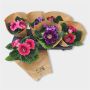 Gėlė vazone gloksinija MIX, 25 cm, ø12 cm