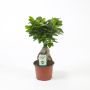 Gėlė vazone fikusas GINSENG, Ø 12 cm, 0,3–0,4 m