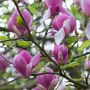 Magnolija SUSAN, 180 - 200 cm, Ø60 cm