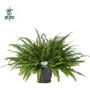 Gėlė vazone papartis GREEN LADY, 60 cm, ø20 cm