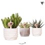 Gėlė vazone sukulentas MARBLE MIX, Ø 6 cm, 0.12 - 0.17 m