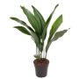 Gėlė vazone aspidistra ELATIOR, Ø 17 cm, 0,7–0,8 m