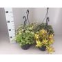 Gėlė vazone sukulentas MIX, 31 cm, ø14 cm