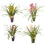 Gėlė vazone cimbidis MIX, Ø 14 cm, 0.8 - 0.9 m