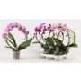 Gėlė vazone orchidėja Bow, 45 - 55 cm, ø12 cm