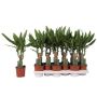 Gėlė vazone dracena STEUDNERI, Ø 11 cm, 0.45 m