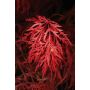 Klevas CRIMSON QUEEN, 60 - 80 cm, Ø28 cm