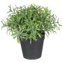 Dirbtinis augalas vazone, vaistažolės Splendid, 20 cm