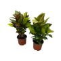 Gėlė vazone krotonas MIX, Ø 12 cm, 0.3 - 0.4 m