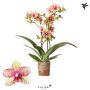 Gėlė vazone orchidėja BLOSSOM GROSETTO, Ø 12 cm, 0.4 m