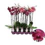 Gėlė vazone orchidėja Burgundy, 65 - 75 cm, ø12 cm