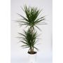 Gėlė vazone dracena MARGINATA, 3 ST., Ø 24 cm, 1,3–1,4 m