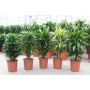 Gėlė vazone dracena MIX, Ø 24 cm, 1 m