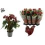 Gėlė vazone anturis FLORICLONE, 45 cm, ø14 cm