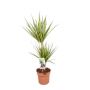 Gėlė vazone dracena SUNRAY, Ø 21 cm, 0.8 - 0.9 m