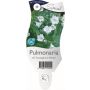 Gėlė vazone plautė SISSINGHURST WHITE, Ø 11 cm, 0.2 m