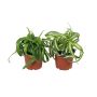 Gėlė vazone chlorofitas BONNIE MIX, Ø 12 cm, 0.3 m