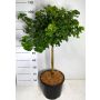 Ginkmedis MARIKEN, 120 cm, Ø32 cm