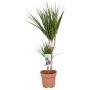 Gėlė vazone dracena MARGINATA, Ø 17 cm, 0.75 - 0.85 m