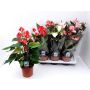 Gėlė vazone anturis MIX, Ø 17 cm, 0.55 - 0.65 m