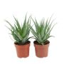 Gėlė vazone alavijas ARBORESCENS, Ø 17 cm, 0,35–0,45 m