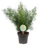 Gėlė vazone smidras SPRENGERI, 35 cm, ø12 cm