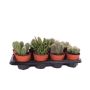 Gėlė vazone kaktusas MIX, Ø 12 cm, 0.25 - 0.3 m