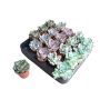 Gėlė vazone eševerija MIX, Ø 5.5 cm, 0.05 - 0.1 m