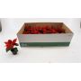 Gėlė vazone puansetija MINI RED/WHITE, Ø 6 cm, 0.12 - 0.17 m