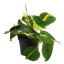 Gėlė vazone filodendras BRASIL, Ø 12 cm, 0.2 - 0.25 m