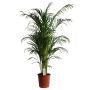 Gėlė vazone dipsis LUTESCENS, Ø 24 cm, 1.5 - 1.6 m