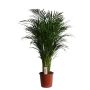 Gėlė vazone dipsis LUTESCENS, Ø 24 cm, 1.2 - 1.3 m