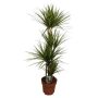 Gėlė vazone dracena SUNRAY, 160 cm, ø27 cm