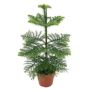Gėlė vazone araukarija, Ø 17 cm, 0.5 - 0.6 m