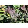 Lazdynas RED MAJESTIC, 120 - 140 cm, Ø26 cm
