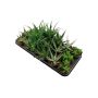 Gėlė vazone alavijas MIX, Ø 8.5 cm, 0.15 - 0.2 m